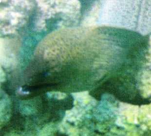 Schnorcheln Makadi Bay