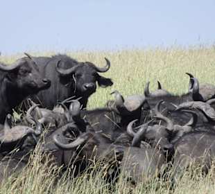Büffel in der Serengeti