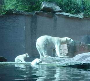 Eisbärenfamilie