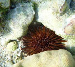 Griffelseeigel am Carnelia Beach Resort