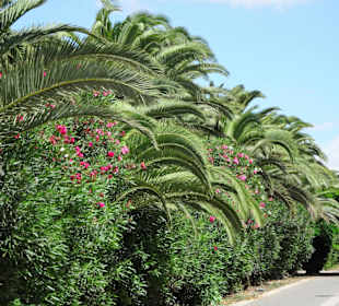 Eindrücke von der Wanderung durch den Palmenhain