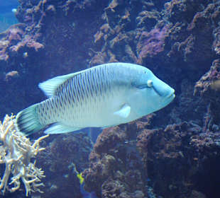 "Nurkowanie" w rafie podczas zakupów.