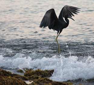 Strand Richtung Dominicus