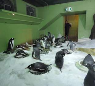 Besonders die Kinder hatten viel Spaß