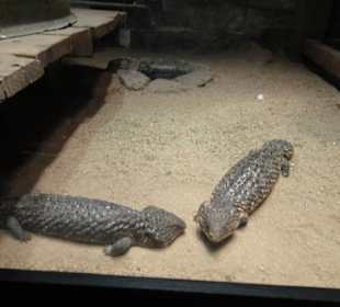 Stadtrundgang Sydney