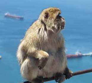 Aapjes op de rots van Gibraltar