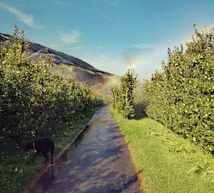 Spaziergang in den Plantagen