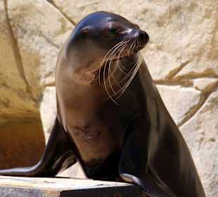Seelöwen Show