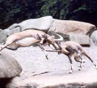 Tiergarten Hellabrunn