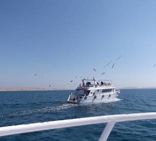 Bootsfahrt nach Giftun Island