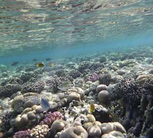 Schnorcheln Makadi Bay