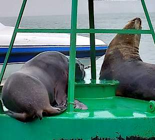 Ausflug Ballestas Inseln