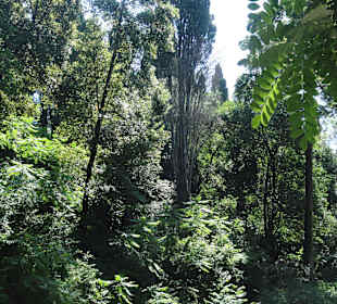 Im  Mon Repos Park