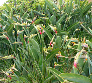 In Pregetter's Orchideengarten