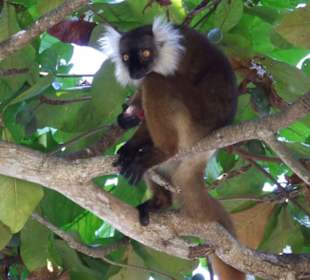Lemur auf Nosy Tanikely