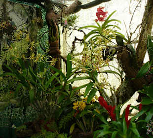 In Pregetter's Orchideengarten