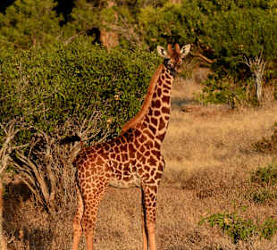 Giraffe im Tsavo Ost