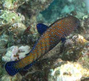 Super blaue farbe im Sonnenlicht