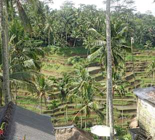 Blick auf die Terrassen