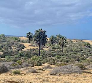 Dünen von Maspalomas