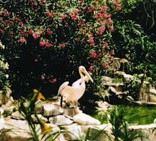 Palmitos Park - Pelikan -