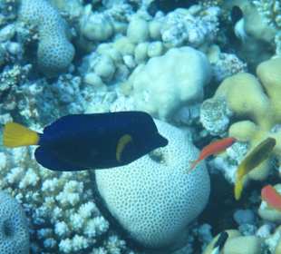 Hausriff Arabia Azur Resort