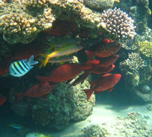 Zwar nicht das beste Hausriffe aber ok. 