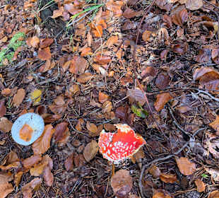 Wandern Enzklösterle