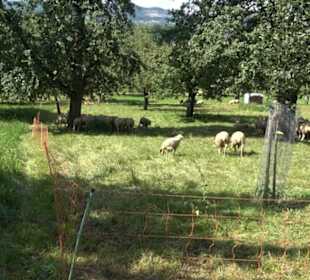 Hochgehnießen - Premiumspazierwanderweg