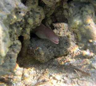 Geistermuräne in der Lagune