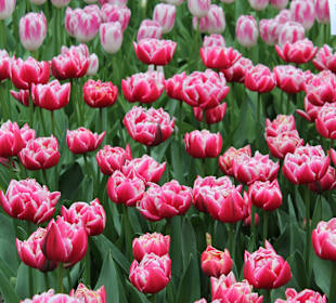 Keukenhof