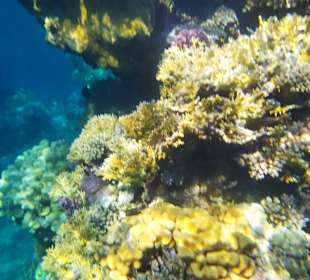 Schnorcheln Marsa Alam