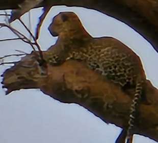 Tsavo Ost Nationalpark