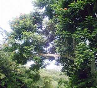 Ausflug auf dem Great River  Jamaica