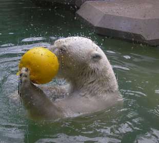Ein Eisbär hat Spaß