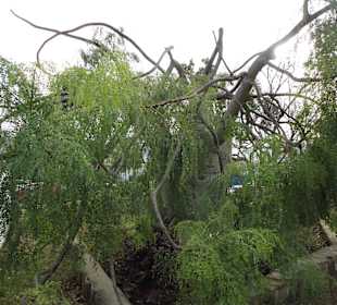 Parque Botánico de Maspalomas