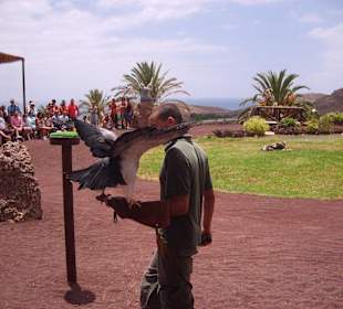 Oasispark - Flugschau