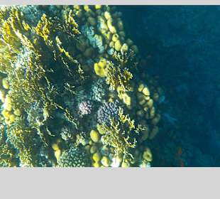 Unterwasser Welt ganz faszinierend