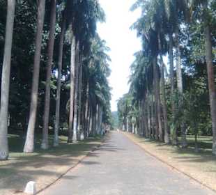 Palmenallee