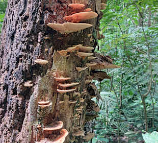 Parque Natural Obô do Príncipe