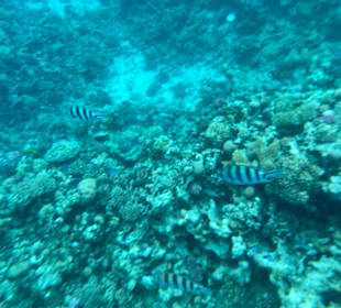Schnorcheln Coral Beach Hurghada 