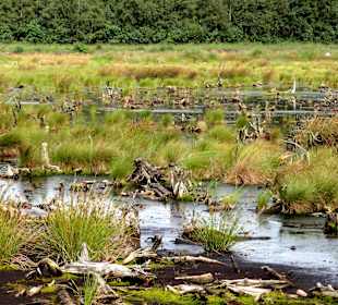 Typische Moorvegetation