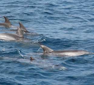 Dolphin Trip