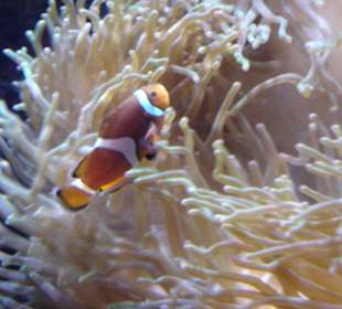 Clownfisch