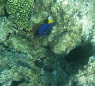 Schnorcheln Hurghada