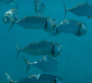 Großmaul Markrelen am Riff