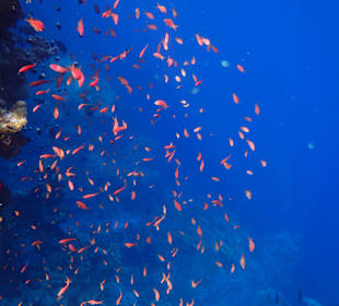 Schwarmfische am Hausriff