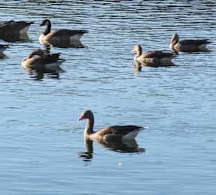 Gänse an der Promenade