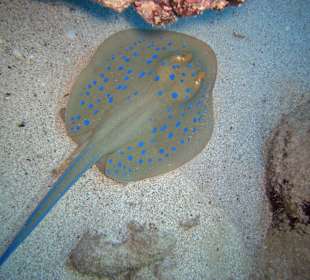 Blaupunkt Stachelrochen