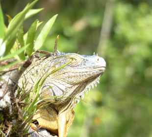 Nationalpark Tortuguero